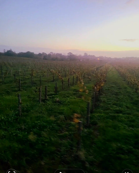 Smooth Polished & Cellar-Worthy:  Right Bank Organic Bordeaux