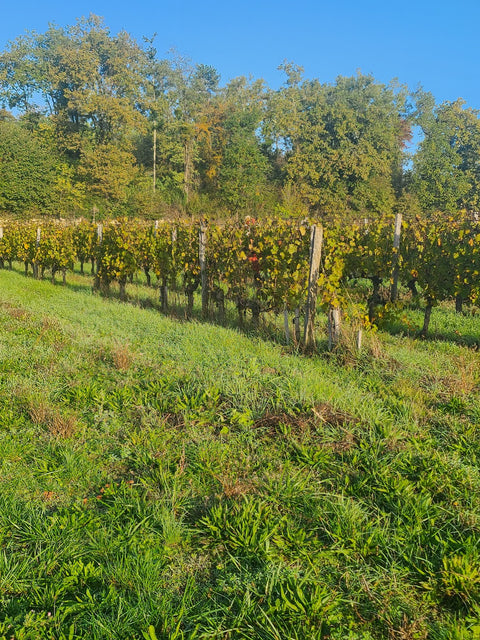 Smooth Polished & Cellar-Worthy:  Right Bank Organic Bordeaux